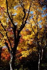 2024.11富山市の呉羽山明るい紅葉