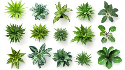 Diverse collection of plant icons viewed from above on a white background perfect for color floor plans and design projects