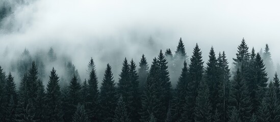 Obraz premium Misty sunrise over lush mountains with dense fog and evergreen trees creating a serene and tranquil landscape.