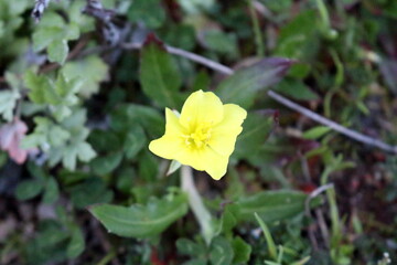 可愛らしい黄色い小さなお花