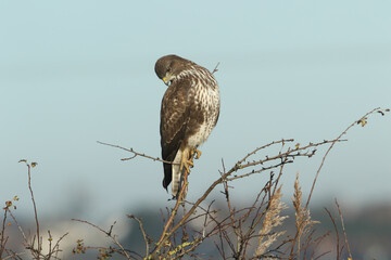 A Buzzard, Buteo buteo, perched on a tree.