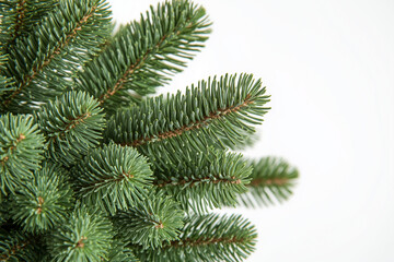 Christmas tree for decoration isolated on white background, Selective focus pine tree on white, Close up shot fir leaf.