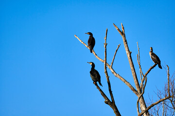 Three cormorants perched on a bare tree branch against a clear blue sky, capturing the tranquility and simplicity of nature and birdwatching in a serene setting.