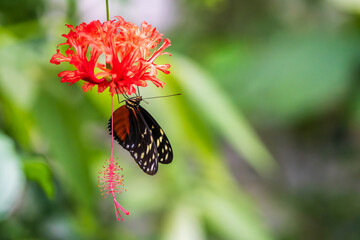 Close up of a beautiful butterfly