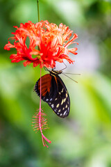 Close up of a beautiful butterfly