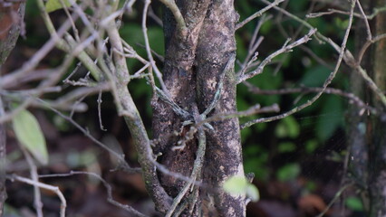Several big and small branches of a tree