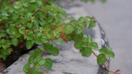 A green plant is growing in the garden