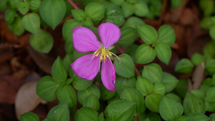 Pretty incomplete pink flower with yellow pollen and green leaves, Soft focus