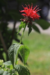 Scharlach-Monarde