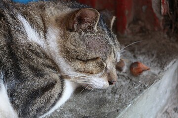 cat sleeping