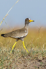 Close up at a African wattled lapwing that walking in the grass