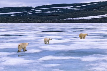 Naklejka premium Polar bear family on the ice by a rocky coast