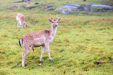 Fallow Deer Buck with a female stands and looks at a meadow