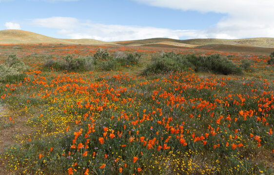 Vibrant Orange Poppies Blooming With Rolling Hills in the Background