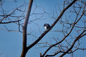 Korean magpie (Pica serica) on leafless tree branches 