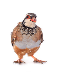 French Partridge, Alectoris rufa