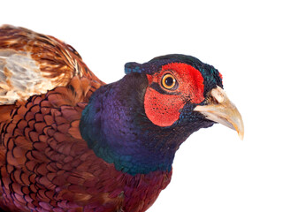 Male European Common Pheasant