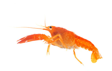 red crayfish