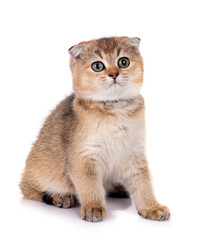 scottish fold kitten in studio