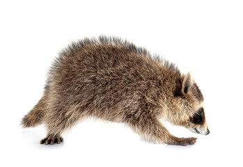 young raccoon in studio