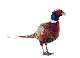 male pheasant