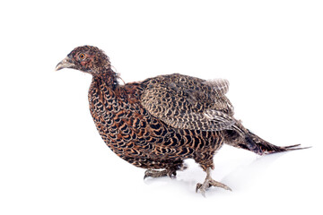 female European Common Pheasant