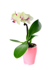Phalaenopsis in studio