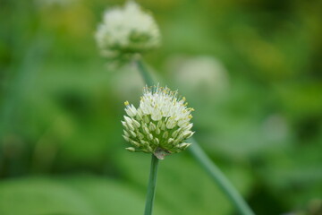 A close-up view of a white flower head with small, clustered blooms