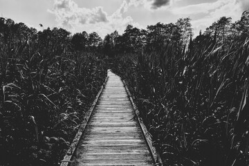 Wooden pathway in lush green reed wetland with scenic summer landscape