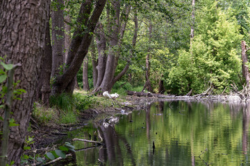 Scenic Summer Landscape with Calm River and Lush Greenery in Poland