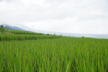 A panoramic view of a lush green rice field stretching towards distant mountains under a cloudy sky.
