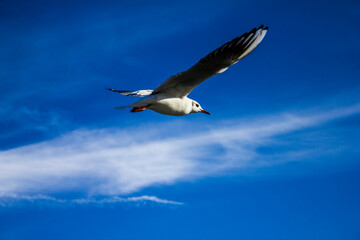 Möwe fliegt Richtung Sonnenlicht. Blauer Himmel