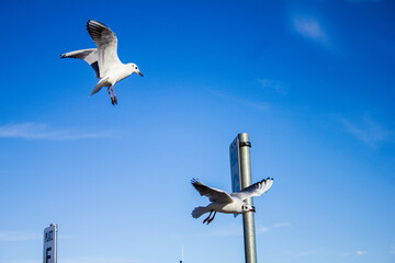Möwen am strahlend blauen Himmel