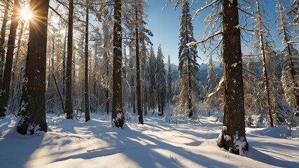 Sun shining through snow covered tree and mountains in a winter forest, High Resolution 