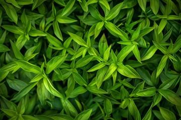 Fototapeta premium Tarragon texture background, estragon leaf banner, Artemisia dracunculus pattern, fresh herbal leaves