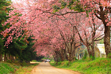 Naklejka premium Wild himalayan cherry blooming at Khun Wang Royal Project in Chiang mai Province, Thailand 