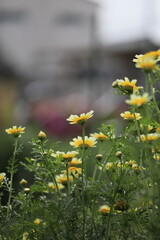 初夏の花