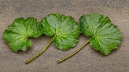 Fototapeta premium Natural herbal remedies featuring fresh gotu kola leaves known for their therapeutic benefits in alternative medicine practices.