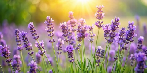 Obraz premium Lavender Field bathed in Golden Sunlight, a symphony of purple blooms against a blurred backdrop of greenery and warm hues.