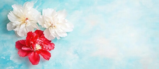 Fototapeta premium Birds eye view of vibrant peonies on a soft blue background with ample copyspace ideal for floral advertisements or artistic designs