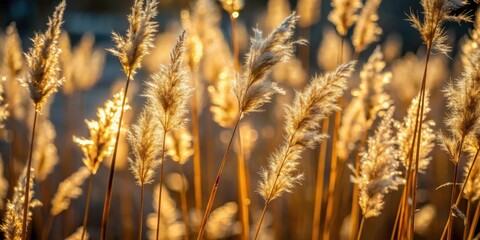 Fototapeta premium Golden Light Illuminates the Delicate Fluff of Tall Grasses in a Field Bathed in Warm Sunlight