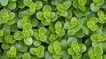 Lush green succulent plant background with vibrant leaves creating a natural texture and peaceful ambiance for design or decoration use.