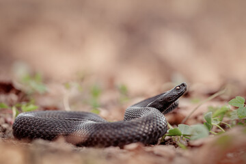 Fototapeta premium Nikolsky's viper (Vipera berus nikolskii)