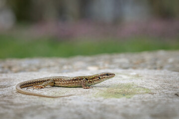 Italian wall lizard (Podarcis siculus)