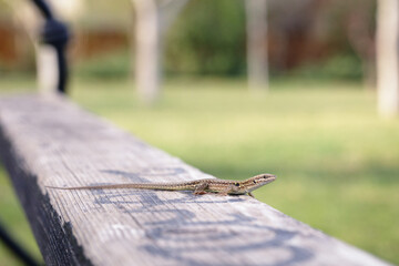 Italian wall lizard (Podarcis siculus)