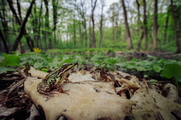 Edible frog (Pelophylax esculentus)