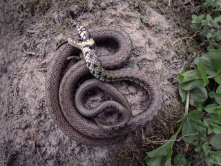 Grass snake (Natrix natrix) feighing death