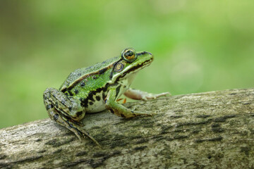Edible frog (Pelophylax esculentus)