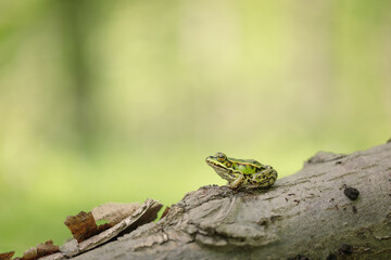 Edible frog (Pelophylax esculentus)