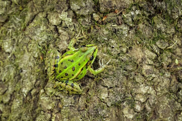 Edible frog (Pelophylax esculentus)